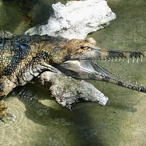 Sunda Gharial (Tomistoma schlegelii) March 30, 2025