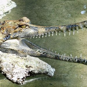 Sunda Gharial (Tomistoma schlegelii) March 30, 2025