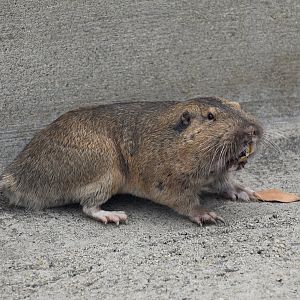 Botta's Pocket Gopher (Thomomys bottae)
