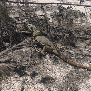 Turks and Caicos Rock Iguana (Cyclura carinata)