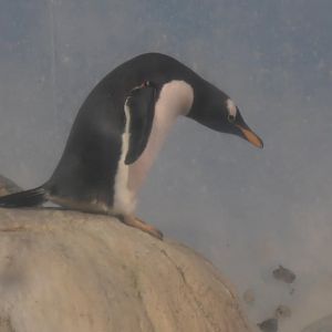 Genntoo penguin about to jump