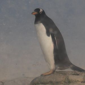 Genntoo penguin