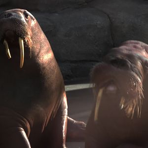 Pacific walrus