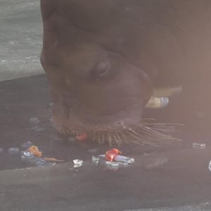 Walrus eating