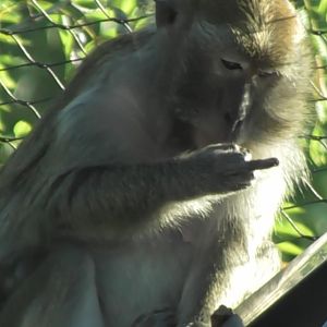 long-tailed macaque gives me the finger