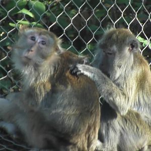 long-tailed macaques grooming