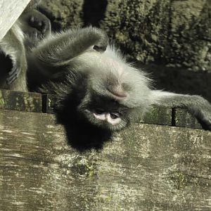 long-tailed macaque hanging out upside down