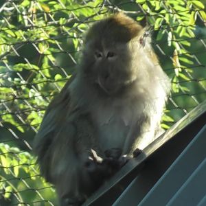 long-tailed macaque