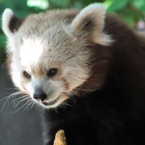 Red panda