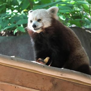 Red panda eating a biscuit