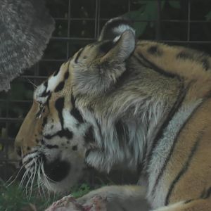 Amur tiger with a bone