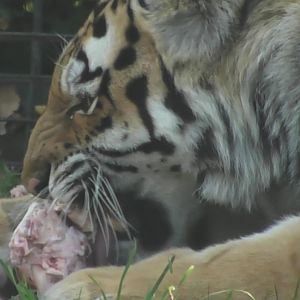 Amur tiger eating a bone