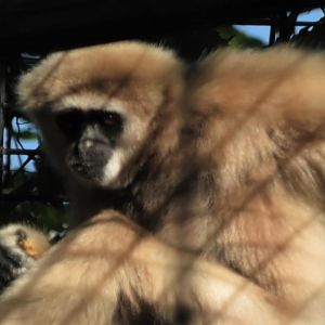 White handed gibbon