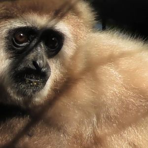 White handed gibbon