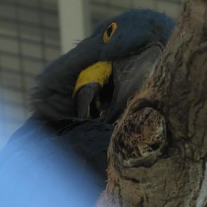 Hyacinth macaw