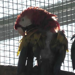 Scarlet macaw