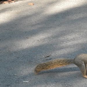 Wild squirrel