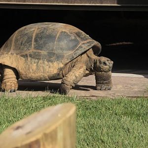 Aldabra tortoise