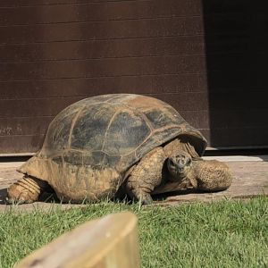 Aldabra tortoise resting