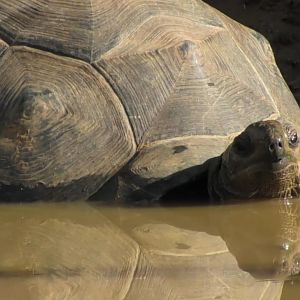 Aldabra tortoise relaxing in muddy water