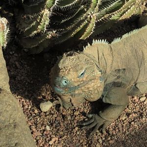Grand Cayman blue iguana