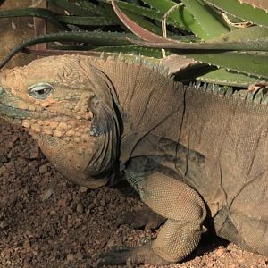 Grand Cayman blue iguana