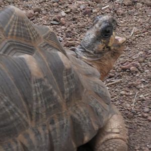 Radiated tortoise yawning