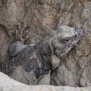 Chuckwalla on the rock wall