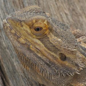 Bearded dragon upclose shot