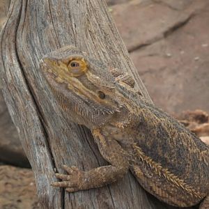 Bearded dragon