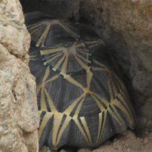 Tortoise stuck in the rock wall