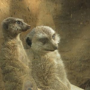 Meerkats relaxing