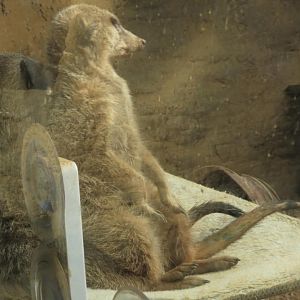 Meerkat sits on another Meerkat