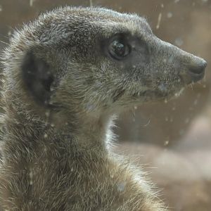 Meerkat upclose shot