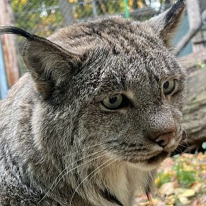 Canada Lynx (Lynx canadensis)