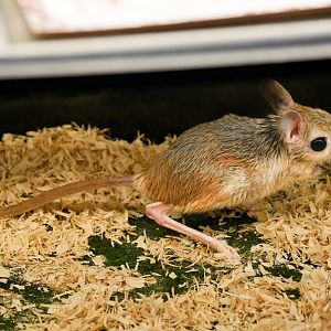 Jerboa sp.  (Greater Egyptian jerboa - Jaculus orientalis?)