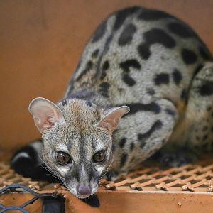 genet sp.  (Common genet - Genetta genetta?)
