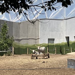 Hungarian Grey Cattle-06/2025