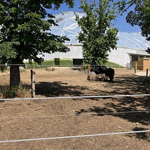 Domestic Water Buffalo-06/2025