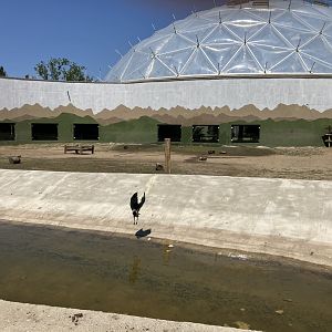 Bactrian Camel paddock-06/2025