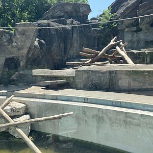 Brown Bear exhibit-06/2025
