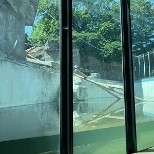 Brown Bear exhibit-06/2025