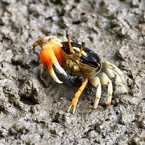 Compressed Fiddler Crab