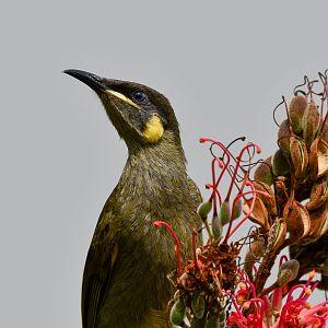 Lewin's Honeyeater