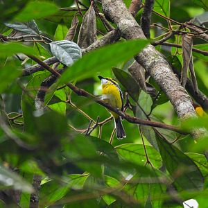 Yellow-breasted Boatbill