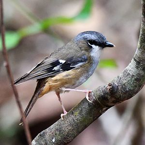 Grey-headed Robin