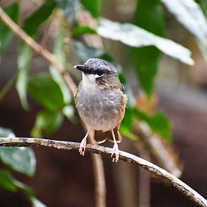 Grey-headed Robin