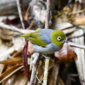 Silvereye