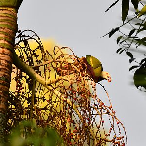 Wompoo Fruit-Dove