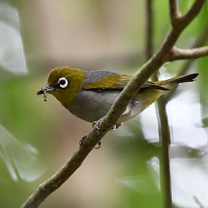 Silvereye